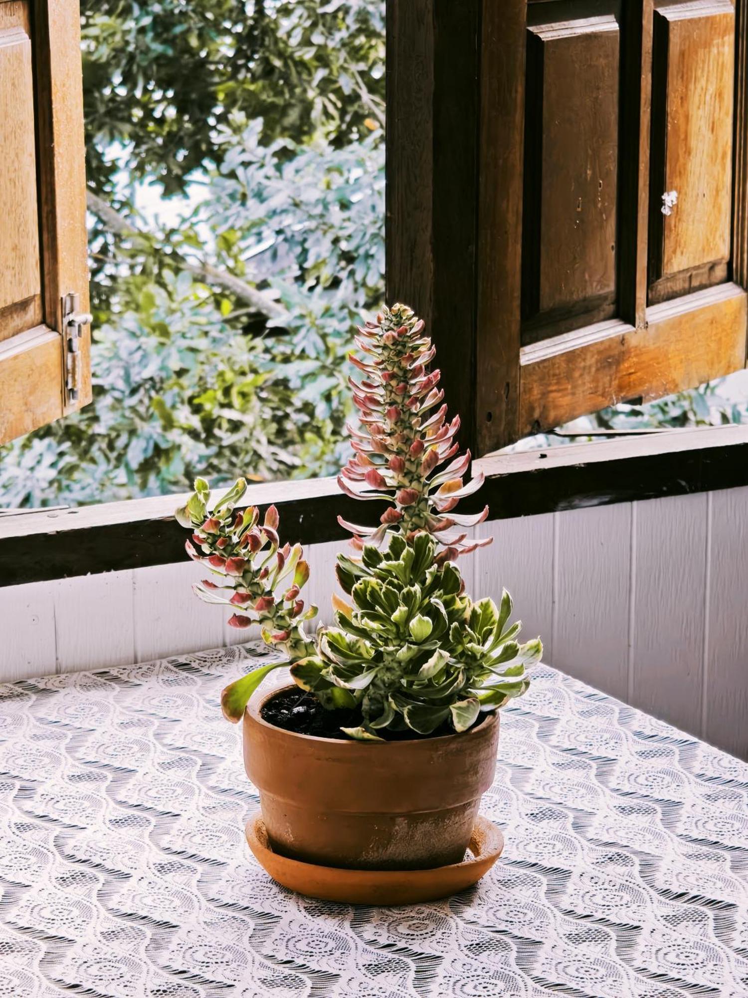 ホテル U Garden Ban Huai Khai 部屋 写真